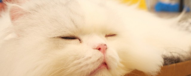 猫呜呜呜声叫解释(猫发出呜呜的叫声是什么意思)