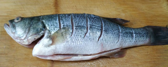 鲈鱼介绍(鲈鱼介绍视频)