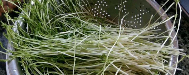 松柳苗的家常做法(松柳苗凉拌)