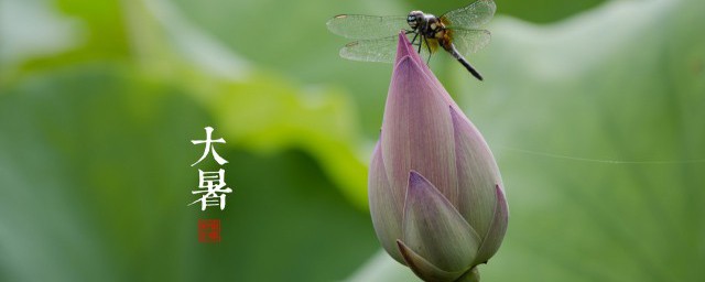 大暑说说句子(大暑的短句)