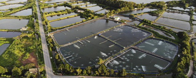 虾拉饵制作步骤(虾肉怎么做)