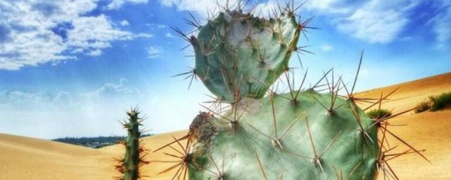 仙人掌在沙漠可以生存的原因(仙人掌为什么在沙漠里能生存)