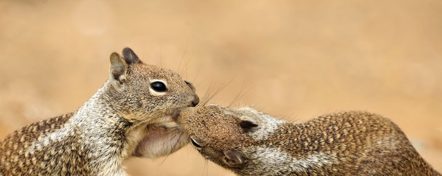 松鼠介绍(黄腹松鼠介绍)