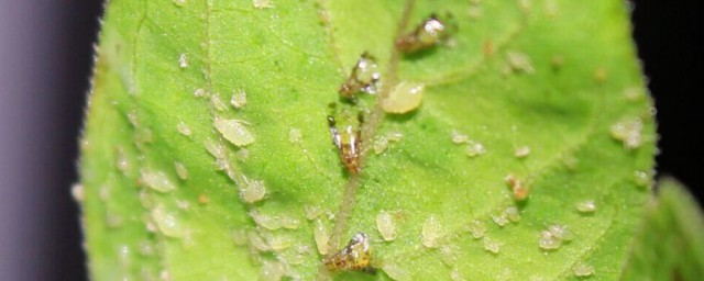 蚜虫的特征(什么是蚜虫,它有什么特点?)