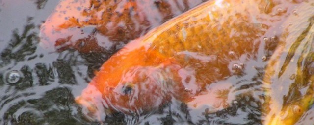 梦见买鱼有何意义(我梦见买鱼什么意思)