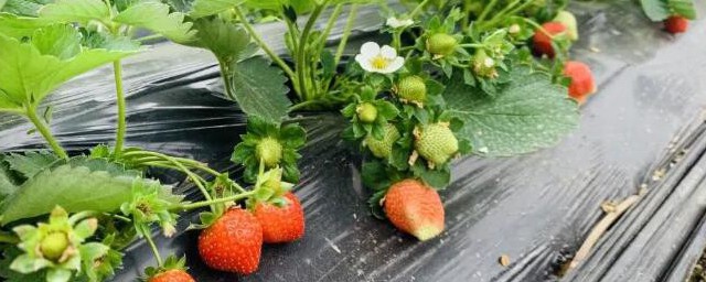 家里种草莓注意事项(种草莓需要注意的事项)