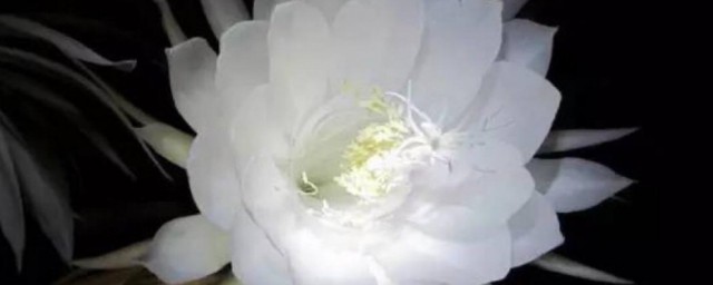 昙花的花语是什么(昙花的花语是什么(英语)