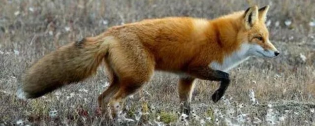 动物的汗都藏在什么地方(哪些动物的汗都藏在哪里)