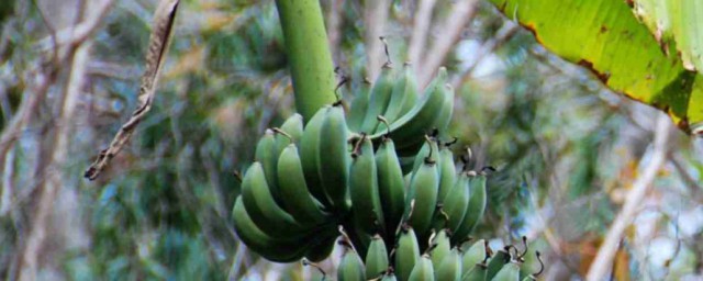 关于芭蕉杆喂牛的禁忌(芭蕉喂牛有什么好处)