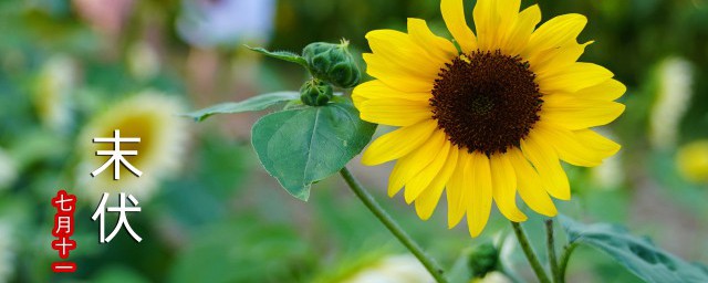 关于入伏的祝福语文案(入伏祝福短语)