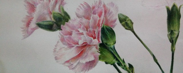 康乃馨的简单画法(康乃馨画法步骤图解)