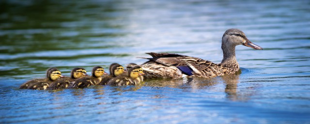 锦绣肥鸭迎新春的做法