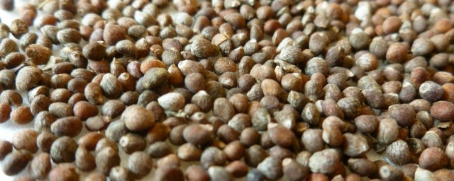 苏子籽家常吃法(苏子籽家常吃法大全)