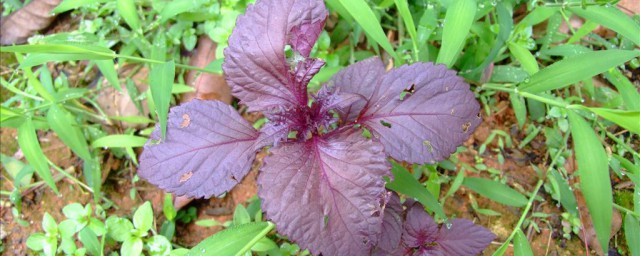 经常吃紫苏的坏处(常吃紫苏好吗)