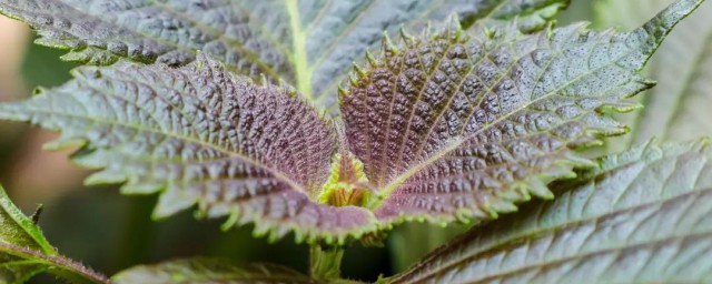 紫苏的吃法(紫苏的吃法和功效)