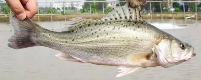 鲈鱼有没有毒(鲈鱼哪个部位有毒)