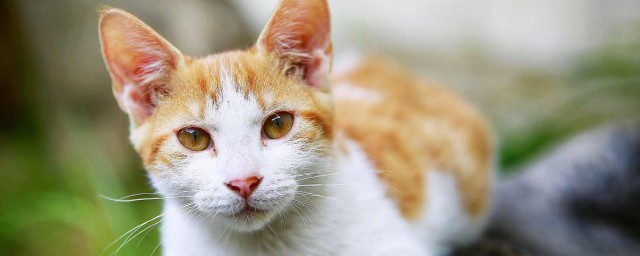 如何才能让猫屈服(如何让猫服软)