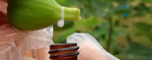 无花果里面白汁的功效(无花果里面的白汁有什么用处)