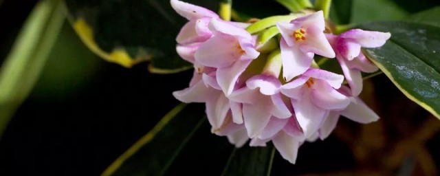 瑞香花介绍(瑞香花瑞香花)