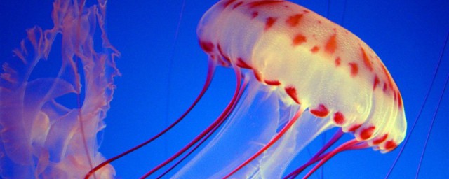 死水母到底有毒吗(水母致死吗)