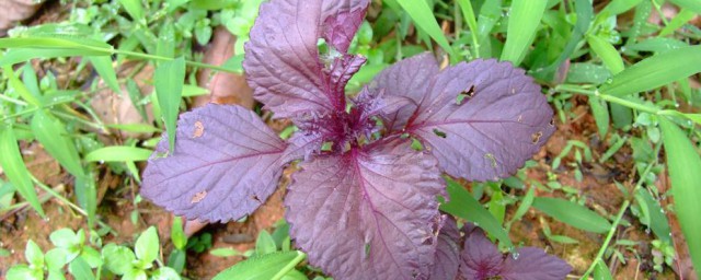 盘点紫苏的禁忌(紫苏的禁忌与相克)