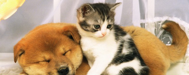 猫和狗能否一起养(猫跟狗可以一起养么)