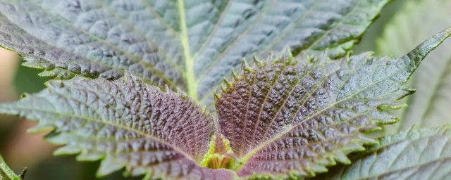 紫苏叶煮水喝有什么作用(紫苏叶煮水的副作用)