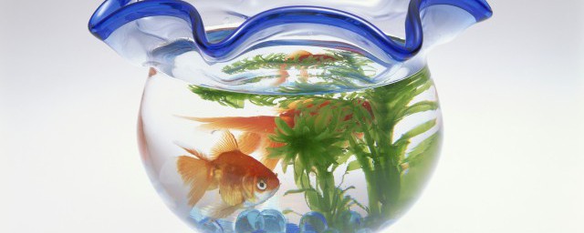 鱼缸长绿苔的方法(鱼缸长绿苔最好办法)