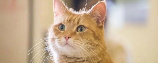 有俗语说猫有九条命是不是真的(有句俗语说猫有九条命是真的吗)