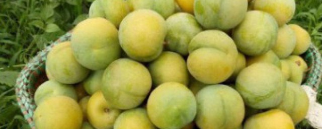 贵州蜂糖李的产品特点(贵州蜂糖李的作用功效)