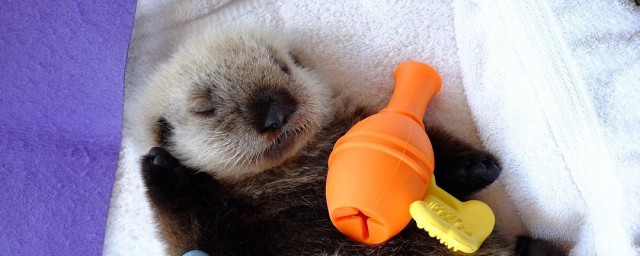 蝙獭解释(蝙獭的读音是什么)