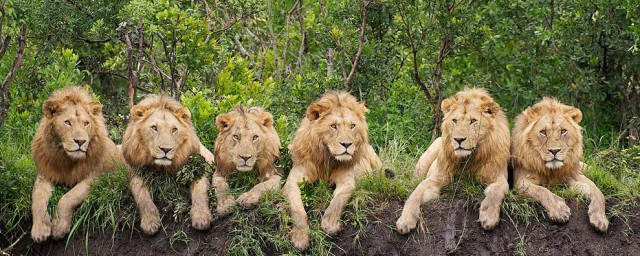 狮子是什么国家的国宝(狮子我国有吗)