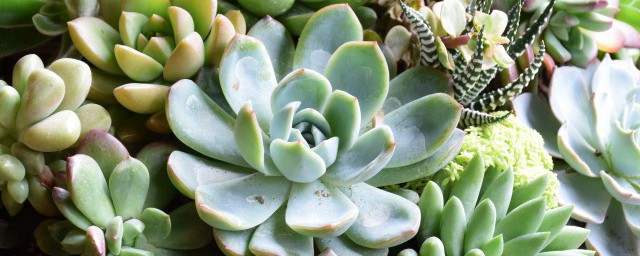 多肉头剪下来种植方法(多肉植物把头剪了)