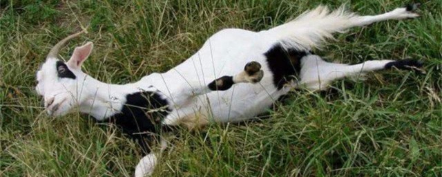 晕倒羊有多惨介绍(晕倒羊是怎么活到现在的)