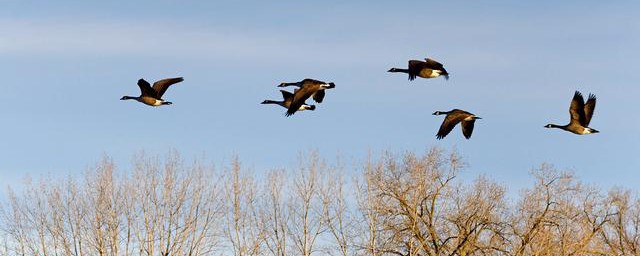 鸿毛是什么(重于鸿毛鸿毛是什么)