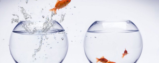 金鱼鱼缸换水用德国一滴净好不好(金鱼缸内养什么可以净水)