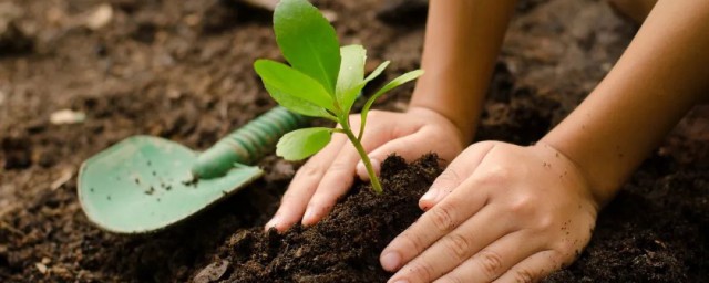 植树的好处有哪些(植树的好处有哪些一年级)