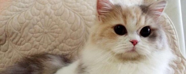 折耳猫如何培育出来的(折耳猫养育指南)