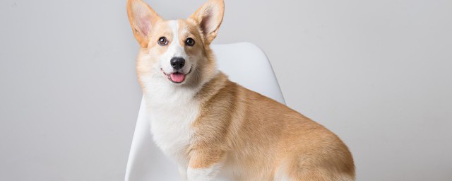 被誉为人类朋友的动物介绍(举例说明动物是人类的好朋友)