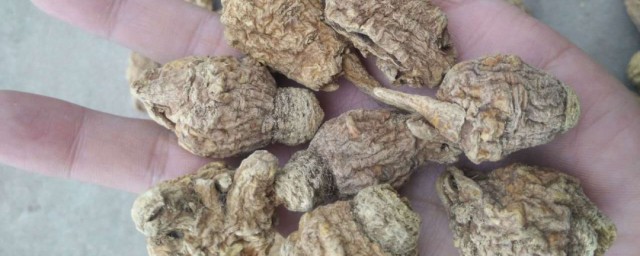 玛咖介绍(玛咖是怎样的)