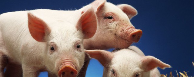 动漫小猪简笔画教程(小猪简笔画一步一步教)