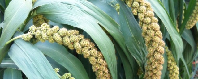 谷子是什么意思介绍(谷子到底是什么)