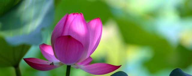 映日荷花别样红别样是啥意思(映日荷花别样红的意思)