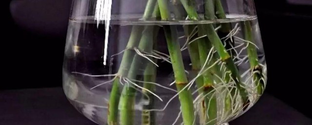 让富贵竹快速生根的方法(怎样才能使富贵竹快速生根)