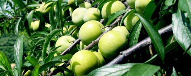 蜂蜜李产自哪里(野生蜂蜜李)