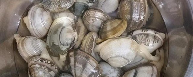 花蛤吐沙的四种方法(让花蛤吐沙的方法)