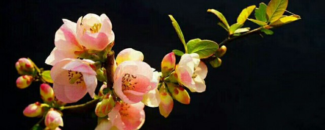 海棠花未眠是啥意思(海棠花未眠的下一句是啥)