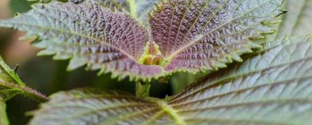 紫苏叶泡水有什么功效(紫苏叶泡水喝居然有这样的功效)