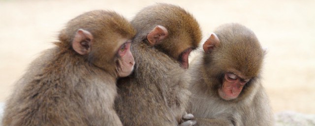 关于猴子哪里出汗介绍(猴子的汗在哪里?)