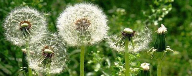 蒲公英简笔画教程(蒲公英简笔画步骤简又好看)